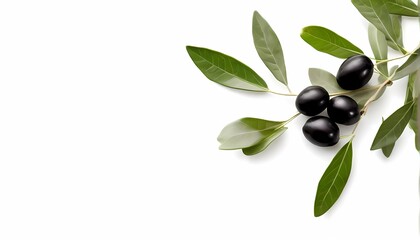 Olive branch with black olives and green leaves on white background, AI Generated