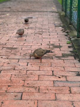 Aves t&oacute;rtolas comiendo en el piso de adobes