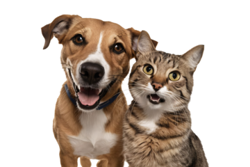 Portrait of happy and surprised dog and cat sit on the floor, looking at the camera together, isolated on transparent background