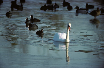 Cygne tubercul&eacute;,.Cygnus olor, Mute Swan, hiver, Foulque macroule, .Fulica atra, Eurasian Coot, glace