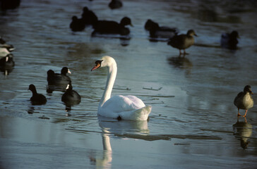 Cygne tuberculé,.Cygnus olor, Mute Swan, hiver, Foulque macroule, .Fulica atra, Eurasian Coot, glace