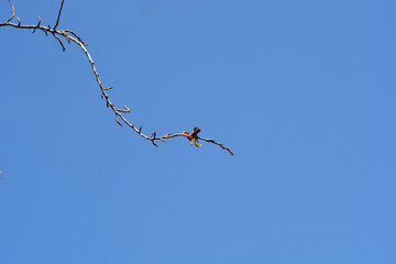 Lombardy poplar branch with flower