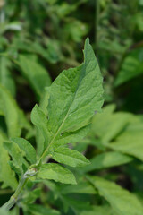 Pink Bachelors Button leaves