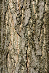 Common walnut bark detail