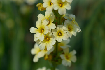 Pale Yellow-eyed Grass flowers 
