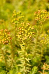 Obraz premium Rock stonecrop Angelina flower buds
