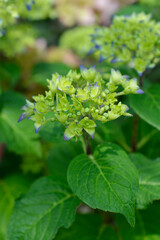 French hydrangea flower buds