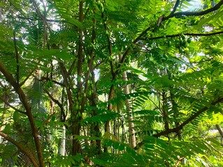 green forest in the morning