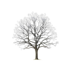 Obraz premium Tree PNG