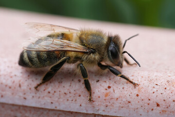 Closeup on a hairy European worker honeybee, Apis mellifera sitting on the side of a flowerpot