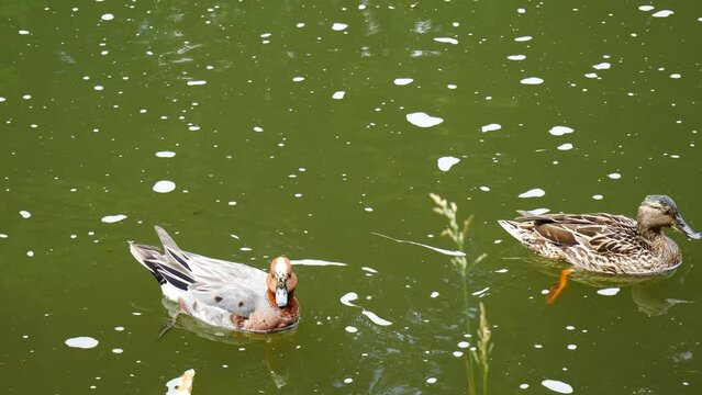  Mareca penelope ducks swim in the river..