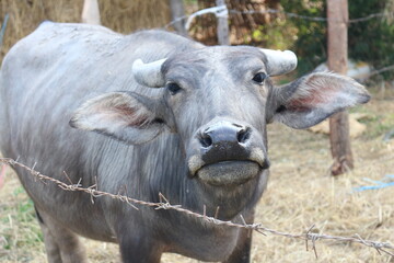 Laos buffalos are so beautiful