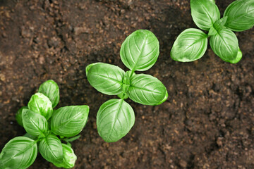 Close-up of young fresh basil plants in the ground. Ocimum basilicum in the garden.