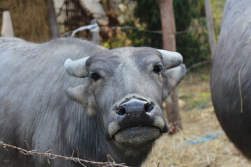 Laos buffalos are so beautiful