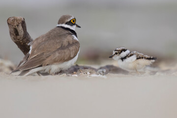 Waders or shorebirds, little ringed plover chick on the beach. Italy, Giulianova. © vinx83