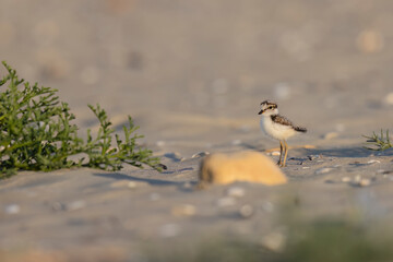 Waders or shorebirds, little ringed plover chick on the beach. Italy, Giulianova.