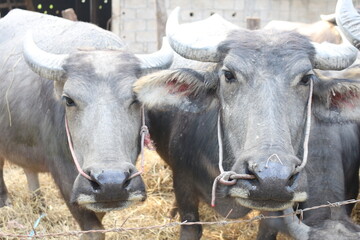 Laos buffalos are so beautiful