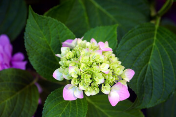 A Hydrangea macrophylla flower beginning to bloom among green foliage. Pale pink hortensia inflorescence at the beginning of flowering.