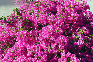 Fototapeta premium Bright colors of southern summer: a huge bush of richly blooming purple bougainvillea. Bougainvillea at the peak of flowering.