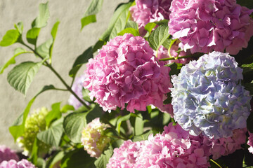 A bush with lush spherical pink and blue hydrangea inflorescences - summer in the garden.
