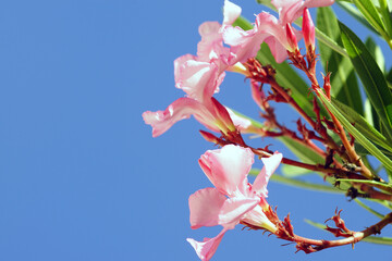 Soft pink oleander flowers photographed close up against a blue sky. Nature on the coast of...