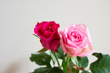 ピンクのばら