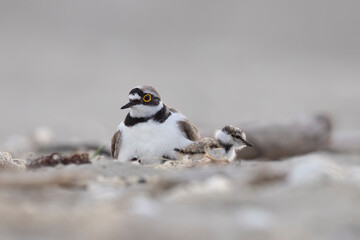 Wader or shorebird, little ringed plover (Charadrius dubius) on the beach.