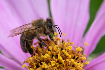 Natural detailed closeup on a hairy European worker honeybee, Apis mellifera sitting on a purple Cosmos flower in the garden