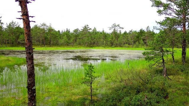Swamp Viru Raba in Estonia