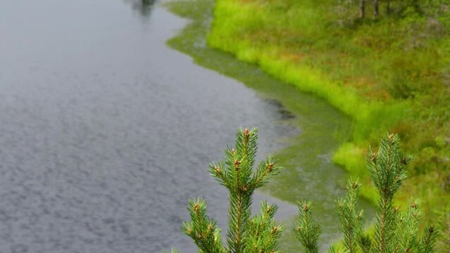 Swamp Viru Raba in Estonia