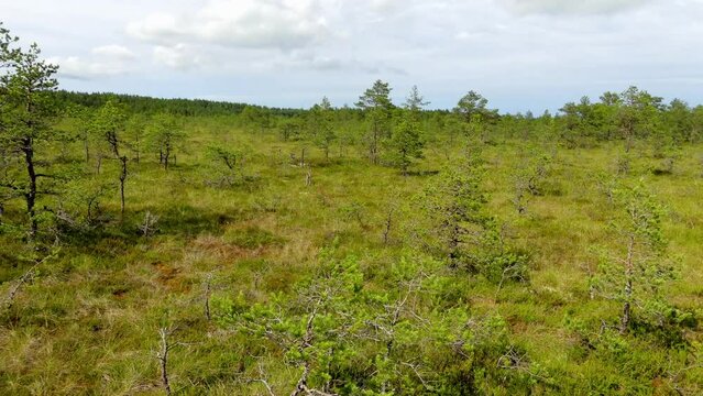 Swamp Viru Raba in Estonia