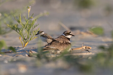 Wader or shorebird, little ringed plover (Charadrius dubius) on the beach.