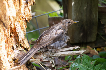 Molting  blackbird  melting  season  wildlife  bird  moulting 
