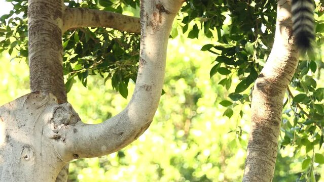ring-tailed lemur (Lemur catta) is a large strepsirrhine primate and the most recognized lemur due to its long, black and white ringed tail. It belongs to Lemuridae.
