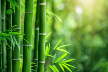 Fototapeta premium Close-up of Lush Green Bamboo Stalks in Sunlight.