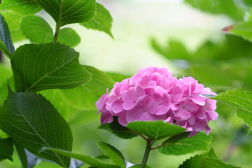 Obraz premium ピンク色の満開の紫陽花 （千葉県茂原市）