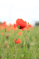 Red poppy in cloudy weather. Poppies blooming in summer, close-up. Natural background