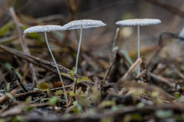 mushroom in the grass