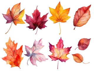 Fototapeta premium Vibrant Watercolor Autumn Leaves in Shades of Orange and Red on White Background