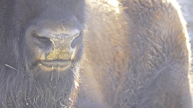 American bison or simply bison