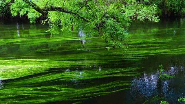 Spring landscape on the Mi&ntilde;o River in "As Insuas do Mi&ntilde;o" in the municipality of R&aacute;bade. Santiago's road. Lugo. Galicia. Spain. Europe