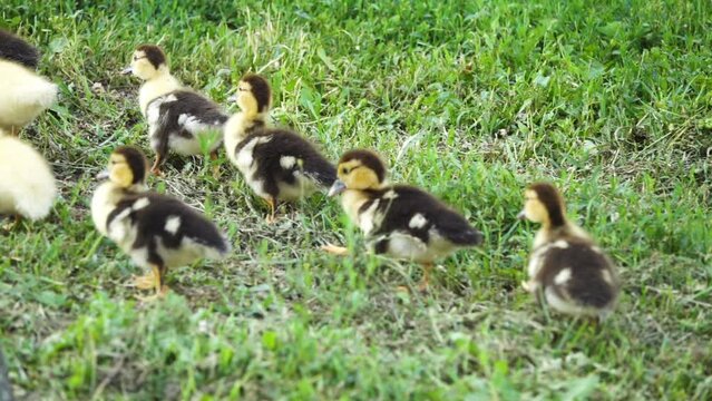 Little fluffy ducklings. Muscovy duck (Cairina moschata) is a large duck native to the Americas. Domestic subspecies, Cairina moschata domestica, is commonly known in Spanish as the pato criollo.