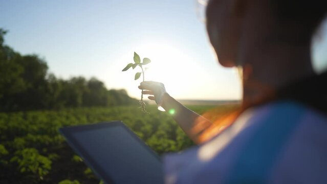 Smart woman with tablet and sprout of green plant in hands, portrait of botanist. Professional agronomist and scientist lady standing alone on agricultural fields, organic farming in ecological region