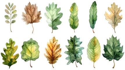 Vibrant Watercolor Oak Leaves Set on White Background  Isolated Autumn Foliage Collection for Environmental Design