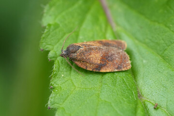 Closeup on a small Carnation Tortrix micro moth, Cacoecimorpha pronubana on a green leaf in the...