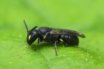 Closeup on a female Common European yellow-face solitary bee, Hylaeus communis on a green leaf