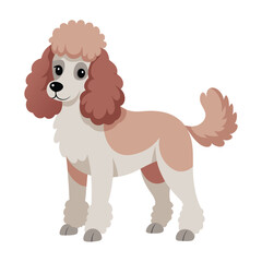 Fototapeta premium Poodle dog isolated on white background