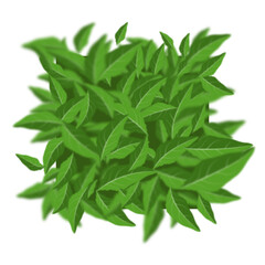 Fototapeta premium Bunch of fresh green leaves on transparent background.