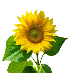 Obraz premium Sunflower isolated on white background. Sun symbol. Flowers yellow, agriculture. Seeds and oil. Flat lay, top view