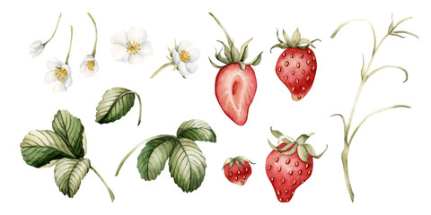 Strawberry clipart, berries with flowers and leaves, set of watercolor isolated illustrations. Design elements